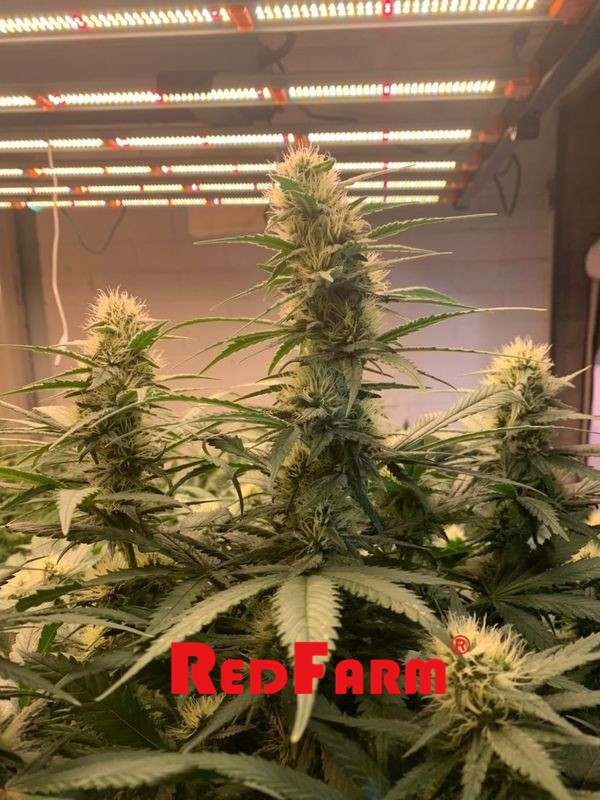 O diodo emissor de luz UV do IR 1000W do rendimento alto do OEM cresce claro para plantas internas 5